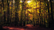 Golden October, lovely warm colors in the forest wood hills of the Saarland countryside in Germany, Europe in autumn fall