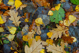 Fototapeta Lawenda - Yellow and brown leaves lie on the road in autumn. Autumn screensaver.