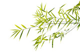 leaves isolated transparency background.