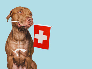 Charming, adorable puppy with the national flag of Switzerland. Closeup, indoors. Studio shot. Congratulations for family, loved ones, relatives, friends and colleagues. Pet care concept