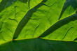 Green rhubarb leaf, close-up.