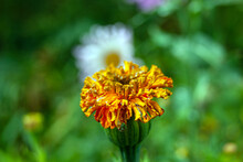 Close-up - Orange Marigold Flower Covered With Dew Drops.