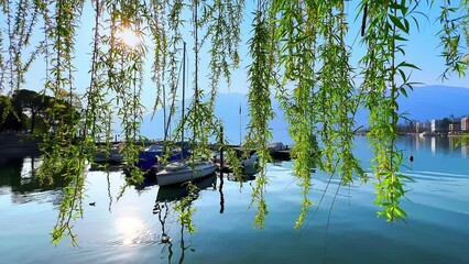 Wall Mural - Bright sunshine through the green willow, Lake Maggiore, Locarno, Switzerland