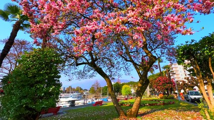 Canvas Print - The blooming magnolia liliiflora in park on Lake Maggiore, Locarno, Switzerland