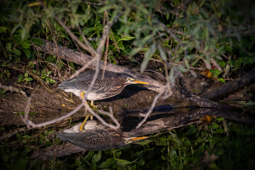 Sticker - The young Green heron (Butorides virescens) on the hunt