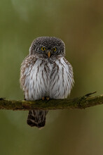 Eurasian Pygmy Owl Portrait On Tree