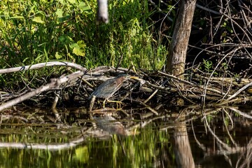 Sticker - The young Green heron (Butorides virescens) on the hunt