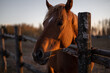 Portrait of a red horse head in an aviary at sunset. Blur background for inscription