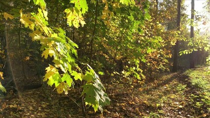 Wall Mural - Autumn forest with yellow leaves background in sunny day
