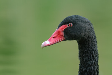 Black swan Cygnus atratus. Bird's head in the wild