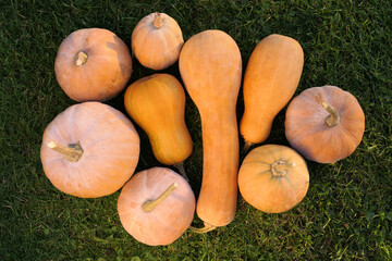 Poster - Winter squashes and pumpkins Cucurbita moschata varieties