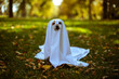 © BrookelynnBliss - Dog in spooky ghost costume in the outdoors in Autumn