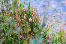 Cat Tail Plants Along Wetlands Lake