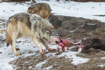 Wall Mural - grey wolf (canis lupus) pulls leg off white-tail deer carcass winter