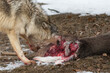 Grey Wolf (Canis lupus) Nose in to Partially Eaten Deer Carcass Winter