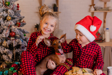 Wall Mural - children in red pajamas and santa hats and their dog dachshund eat christmas cookies in the kitchen