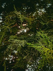 Vertical close-up shot of pine tree branches