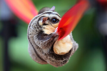 Wall Mural - Train a sugar glider to walk on a rope