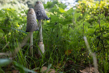 Group Of Coprinus Comatus At Different Stages Of Autolysis, In The Forest. Two Large Toxic Mushrooms And One Small Edible One. Bottom View.