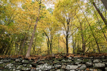 Canvas Print - autumn in the forest