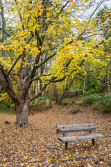 Canvas Print - bench in the park