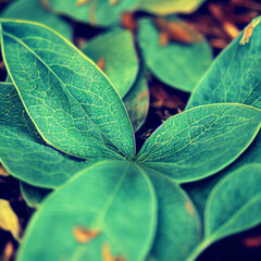 Wall Mural - close up of green leaf