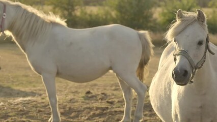 Wall Mural - white horses with white manes on a sunny windy day in a paddock.Farm animals.horse walks in a street paddock. Breeding and raising horses.Animal husbandry and agriculture concept. 