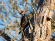 © Michelle Holton - pileated woodpecker perched on a dead tree