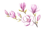 Fototapeta Storczyk - Image of blooming magnolia branch. Watercolor illustration.