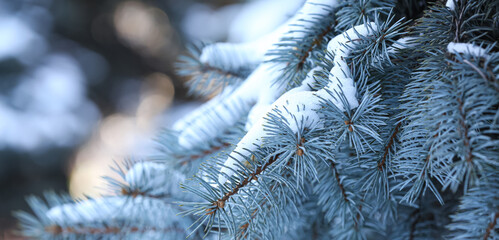 Coniferous tree branches covered with snow, closeup