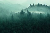 Fototapeta Las - Foggy mountain landscape with fir forest.