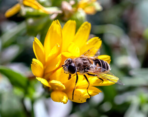 useful insect similar to a fly sits on a calendula flower