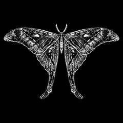 Wall Mural - Hercules Moth hand drawing. Vector illustration isolated on black background.