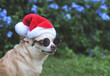 © Phuttharak - brown   Chihuahua dog wearing sunglasses and  Santa Claus hat sitting on green grass in the garden with purple flowers background, copy space, looking away.. Christmas and New year celebration.