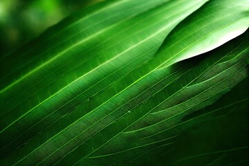 Poster - closeup nature view of green leaf and palms background. Flat lay, dark nature concept, tropical leaf