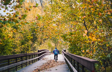 Wall Mural - Older man bicycling on bridge in Midwestern park in late afternoon