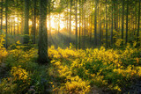 Fototapeta Na ścianę - Magical sunset in the forest.