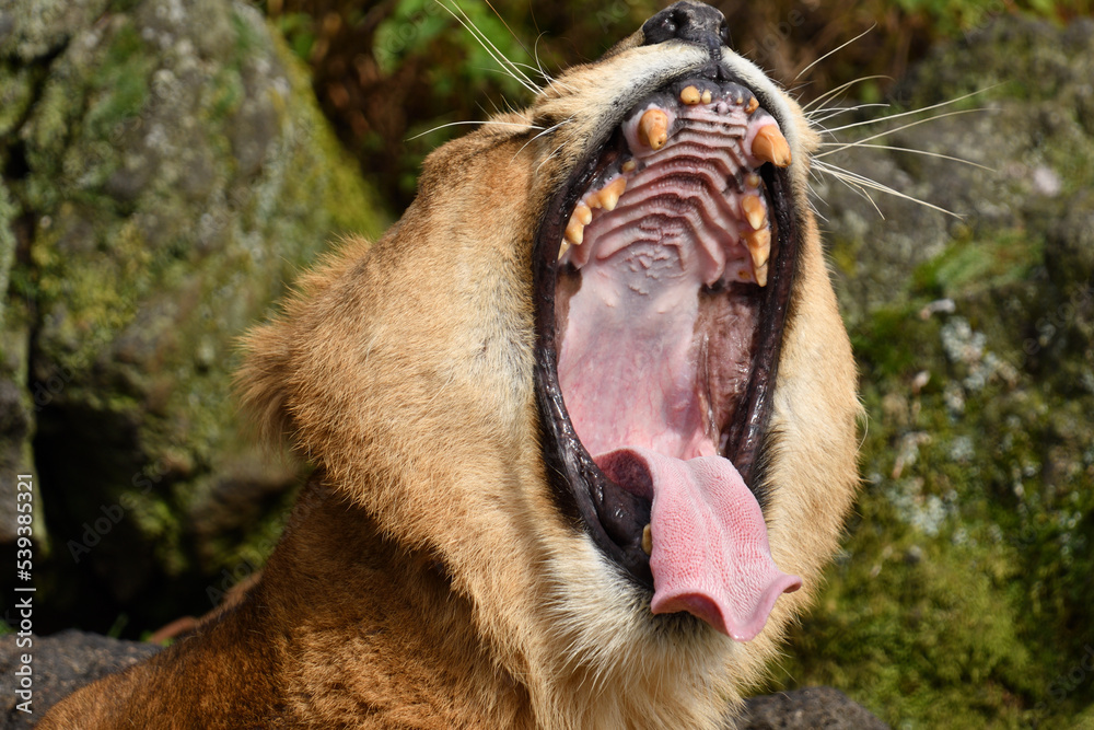 大きな口を開けた雌ライオン Stock Photo | Adobe Stock