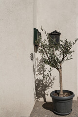 Wall Mural - Olive tree with green leaves and branches on neutral beige background with aesthetic sunlight shadow reflections