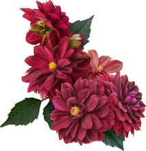 Red Dahlia Isolated On A Transparent Background. Floral Arrangement, Bouquet Of Garden Flowers. Can Be Used For Invitations, Greeting, Wedding Card.
