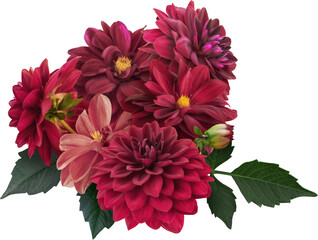 Wall Mural - Red dahlia isolated on a transparent background. Floral arrangement, bouquet of garden flowers. Can be used for invitations, greeting, wedding card.