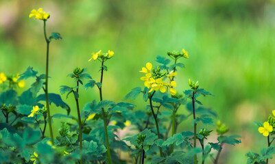 Yellow flowers of mustard plant, close up photo