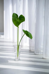 Wall Mural - Monstera sprout stands in a vase with water near the window. Propagation of houseplant monstera.