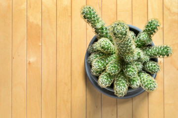 Wall Mural - Cactus on wooden background