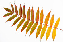Colorful Autumn Leaf Of Staghorn Sumac (Rhus Typhina, Syn. Rhus Hirta), White Background