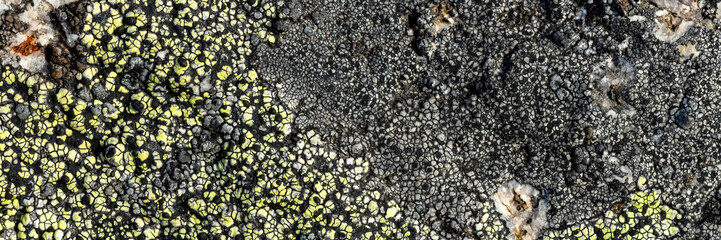 Wall Mural - Natural texture of a stone covered with lichen. Lichen patterns on a rock surface. Natural background. Closeup top view. The nature of the Arctic. Polar region.
