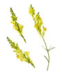 Set of yellow linaria flowers isolated