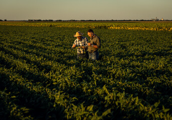 Wall Mural - Two farmers in a field examining soy crop at sunset.