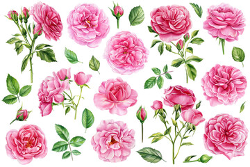 Pink flowers. Rose, buds and leaves. Set of elements, roses greeting card watercolor