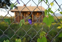 Fence With Morning Glory Flowers And Leaves On It With A House On A Blurry Background.